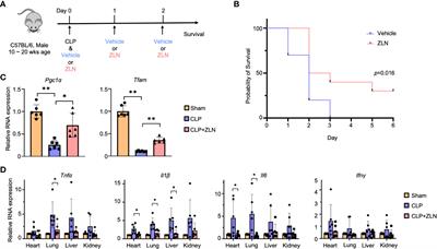 ZLN005 improves the survival of polymicrobial sepsis by increasing the bacterial killing via inducing lysosomal acidification and biogenesis in phagocytes